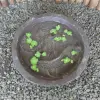 Product image 3 of the product “Waterbowl with 2 Fish, 40 cm Ø | cast stone, handcrafted & coloured 40 cm”